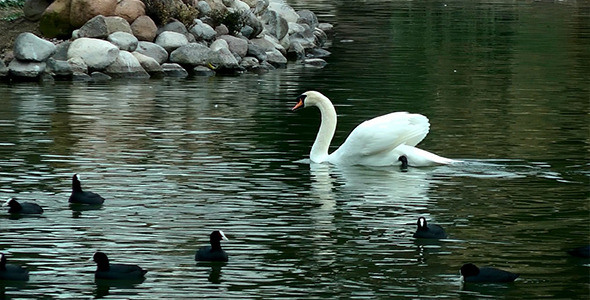 Swan Floating on the Lake