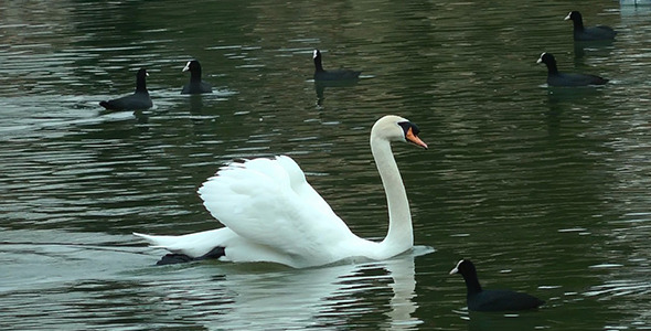 Swan Floating on the Lake 2