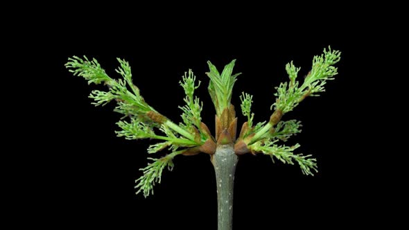 Ash-tree buds opening Time lapse. Footage with alpha channel alt