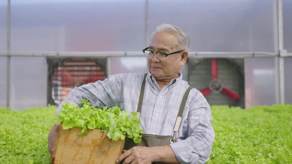 Hydroponics farm organic fresh harvested vegetables concept