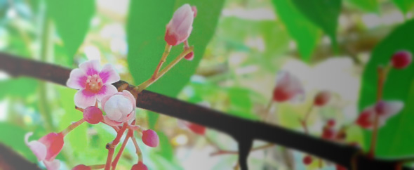 Envato%20banner