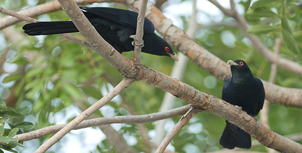 Asian Koel (Eudynamys scolopaceus) 01 alt