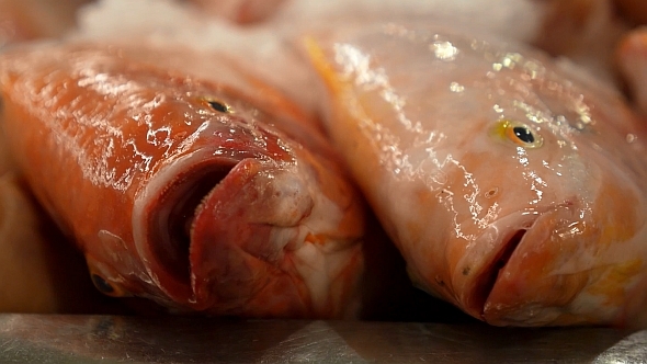  Fresh Fish in Shop alt