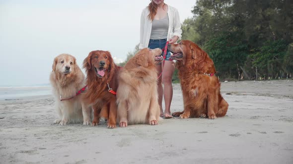 A woman owner holding the leashes golden retriever dog and walking on the beach together