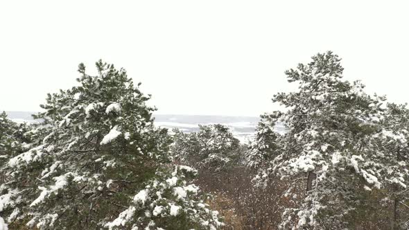Coniferous forest snowed by winter 4K aerial video alt