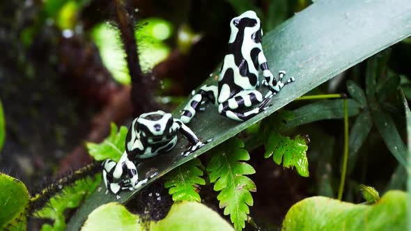 two green and black poison dart frogs on a leaf alt