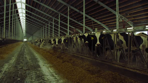 Modern Farm Cowshed with Milking Cows Eating Hay alt