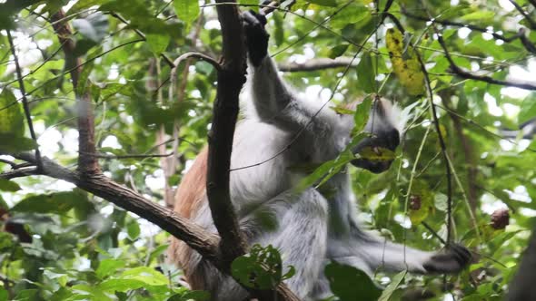 Red Colobus Monkey Sitting on Branch in Jozani Tropical Forest Zanzibar Africa alt