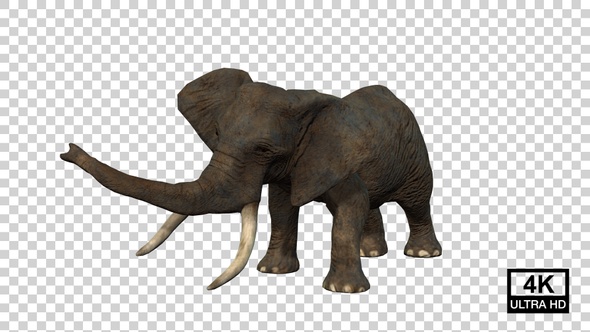 Elephant Attack Angle View alt