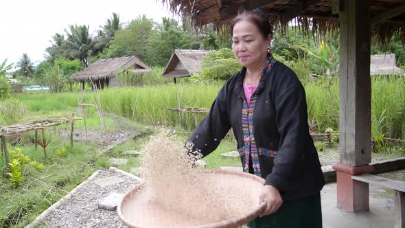 Woman Threshed Rice alt
