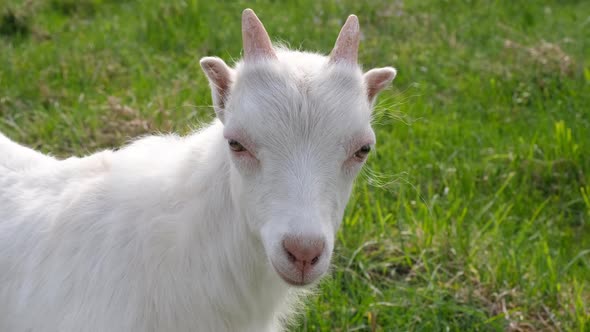 Portrait of Little Funny Kid Goat on a Green Pasture