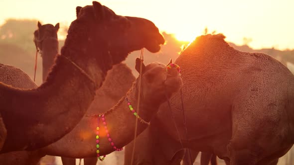 Camels in Slow Motion at the Pushkar Fair Also Called the Pushkar Camel Fair alt
