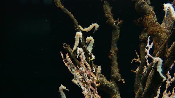 White Sea Horses alt