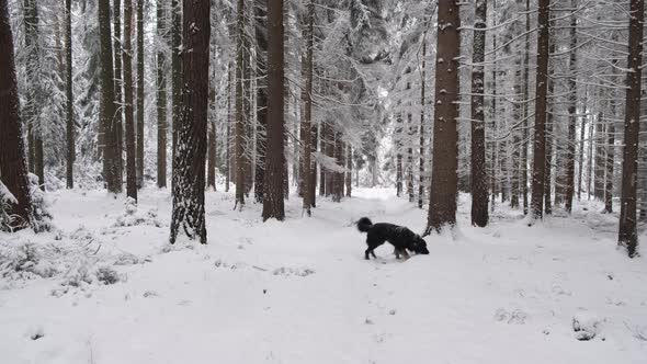 Active Dog pet Hovawart Running Winter Forest In Snowy Day at winter season forest landscape