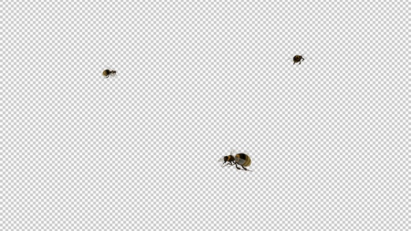 Bumble Bees - 3 Flying Around Screen - Transparent Loop - Alpha Channel