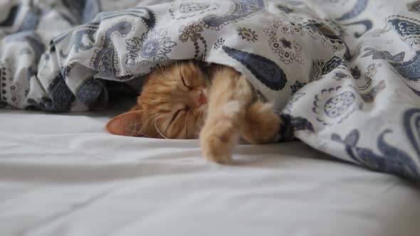 Cute Ginger Cat Sleeps in Bed. Fluffy Pet Comfortably Settled Under Blanket. alt