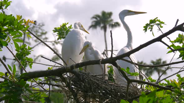 Great Egret Nest with Young Chicks. Birds Nest.