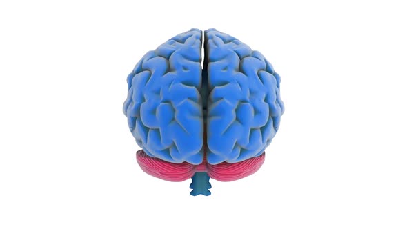 Brain Model alt