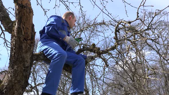 Man Worker Cut Prune Old Apple Tree Branch in Spring Garden