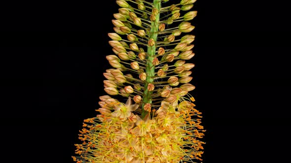 Orange Flower Eremurus Blooming in Time Lapse on a Black Background. Foxtail Lily alt