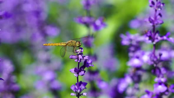 close-up of dragonfly on Lavender flower