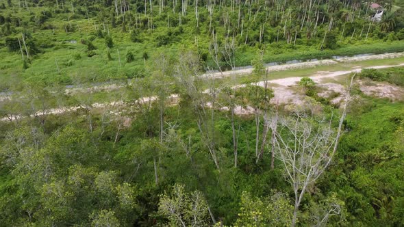 Aerial view fly toward coconut plantation at rural alt