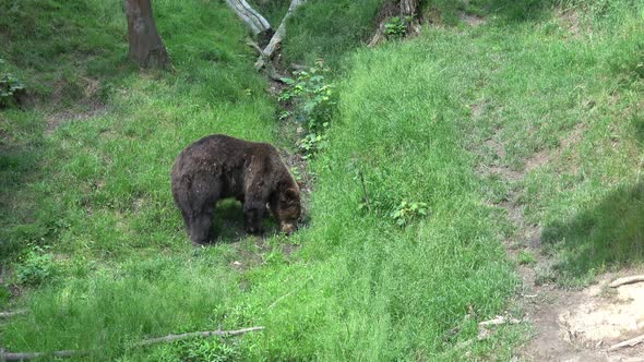 Brown bear (Ursus arctos) in the forest