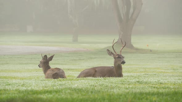 Two Wild Deers Male with Antlers and Female Grazing