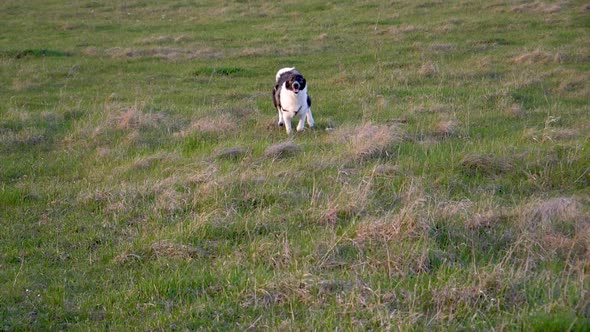 Running Nice West Siberian laika puppy