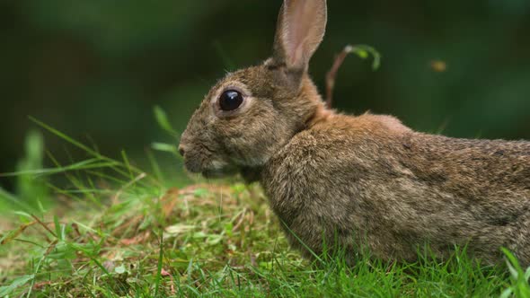 Close-up profile shot of wild rabbit grazing in verdant grassy area of woods alt