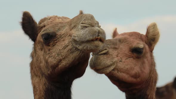 Camels at the Pushkar Fair Also Called the Pushkar Camel Fair or Locally As Kartik Mela alt