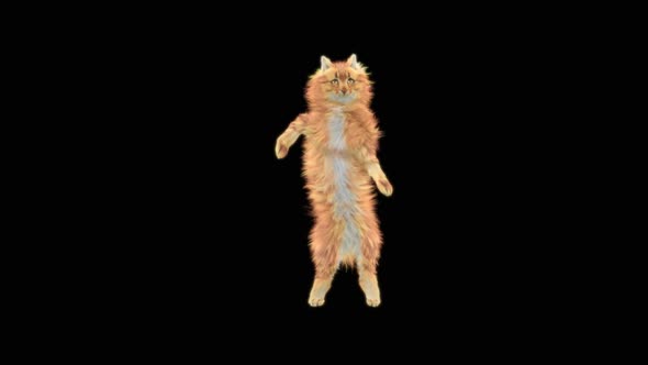 Cat Dancing HD alt