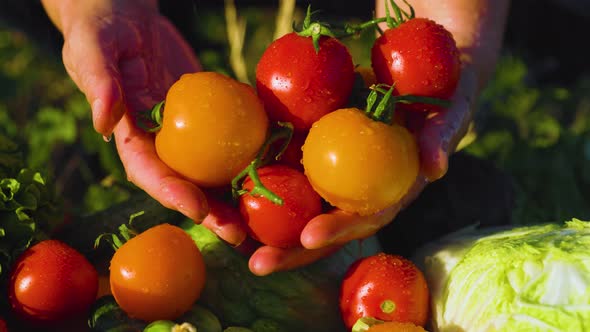 Close Up of the Farmers Hand with Bunch of Tomatoes Being Sprinkled with Water alt