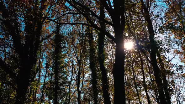 Autumn Trees In The Sun alt