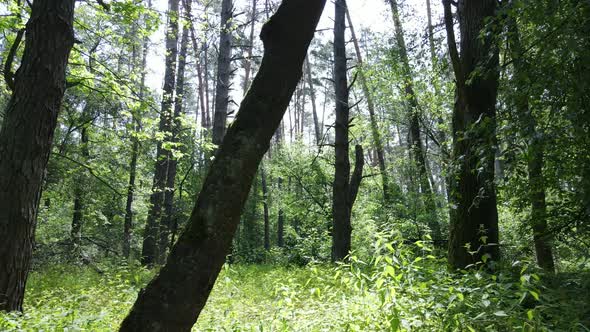 Beautiful Green Forest on a Summer Day Slow Motion alt