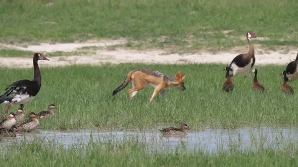 Black-backed jackal walking around White-faced whistling ducks alt