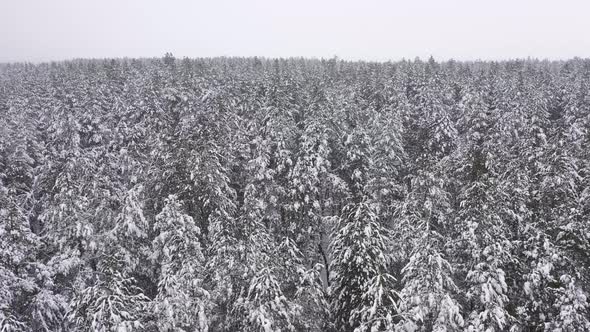 The Landscape Above Winter Forest in Cloudy Weather Field alt
