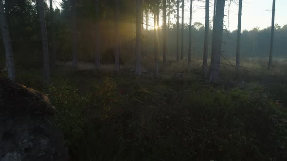 Big Tree Root in Foggy Forest at Sunrise