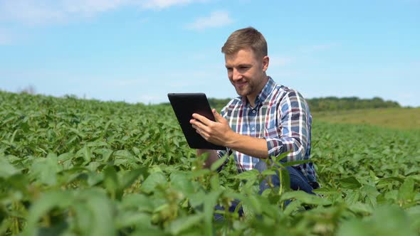 Yong Handsome Agronomist Holds Tablet Touch Pad Computer in the Soy Field and Examining Crops Before alt