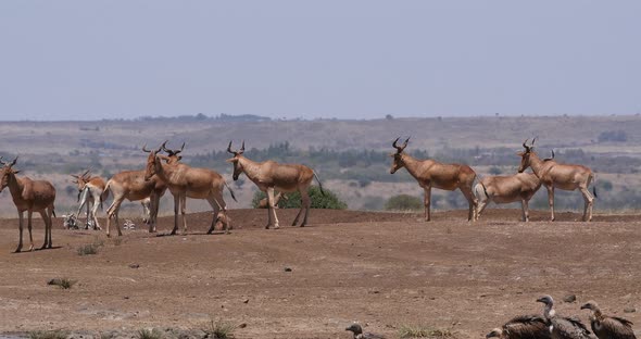 Hartebeest, alcelaphus buselaphus, Herd standing in Savanna, Nairobi Park in Kenya, Real Time 4K alt