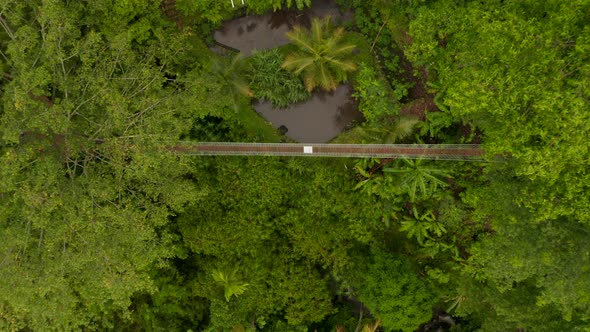 Overhead View of Hanging Bridge Suspended in Canopies of Tropical Trees alt