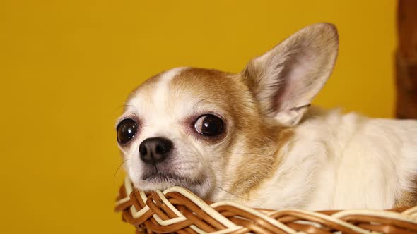 Chihuahua Dog Sits in a Basket on a Yellow Background