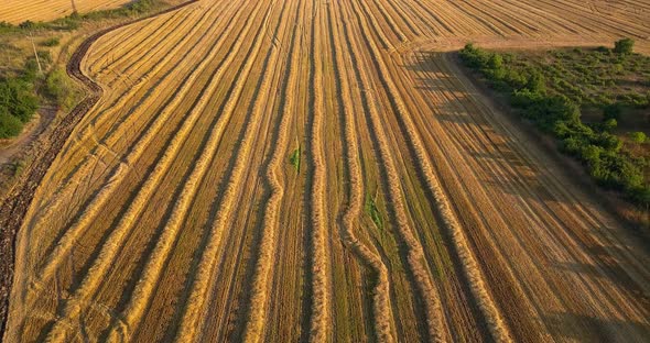 Aerial View of Strioes on the Golden Field Wheat or Rye