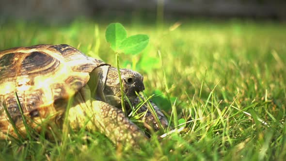 Turtle on the Green Grass