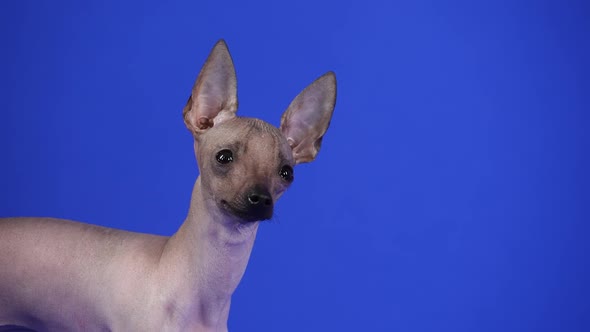 Xoloitzcuintle Looks Closely at the Camera in the Studio on a Blue Background alt