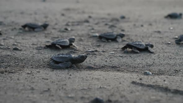 Atlantic Ridley Sea Baby Turtles Crossing the Beach