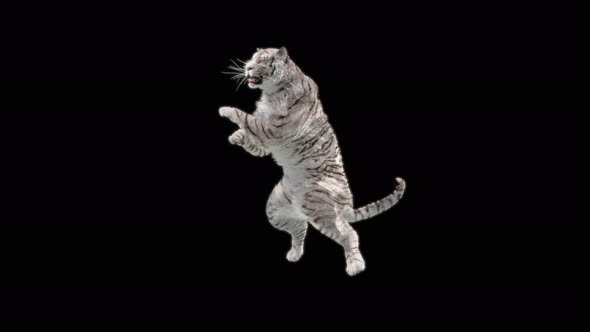 White Tiger Dancing 4K alt