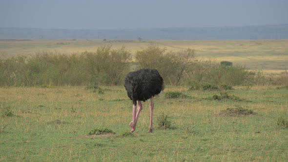 Masai ostrich grazing in Maasai Mara alt