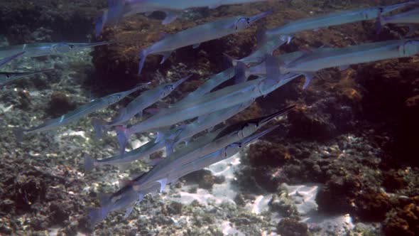 School of Reef Needlefish or Belonidae Hunting on a Coral Reef alt