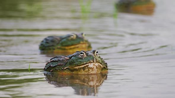 Scene During Mating Season With Massive Male African Bullfrogs On The Pond. Selective Focus Shot alt